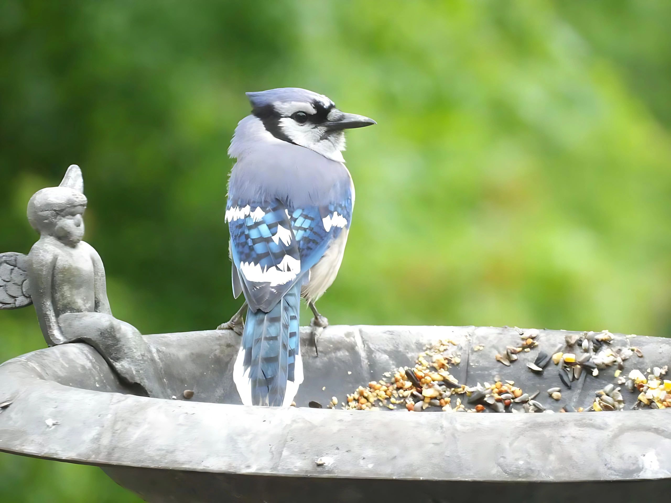Blue jay perched on a concrete bird bath in a garden