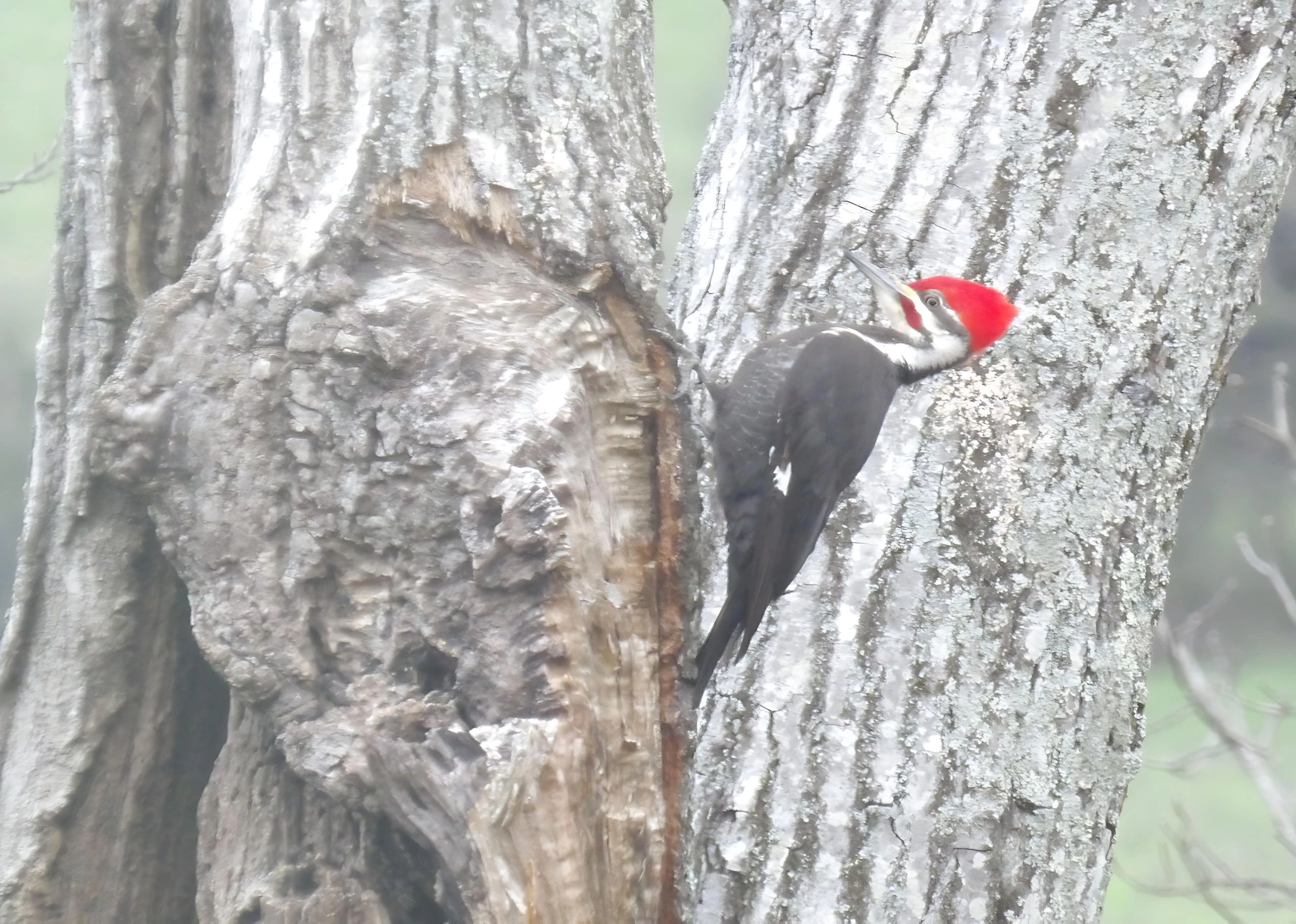 Red-headed woodpecker foraging on a tree trunk