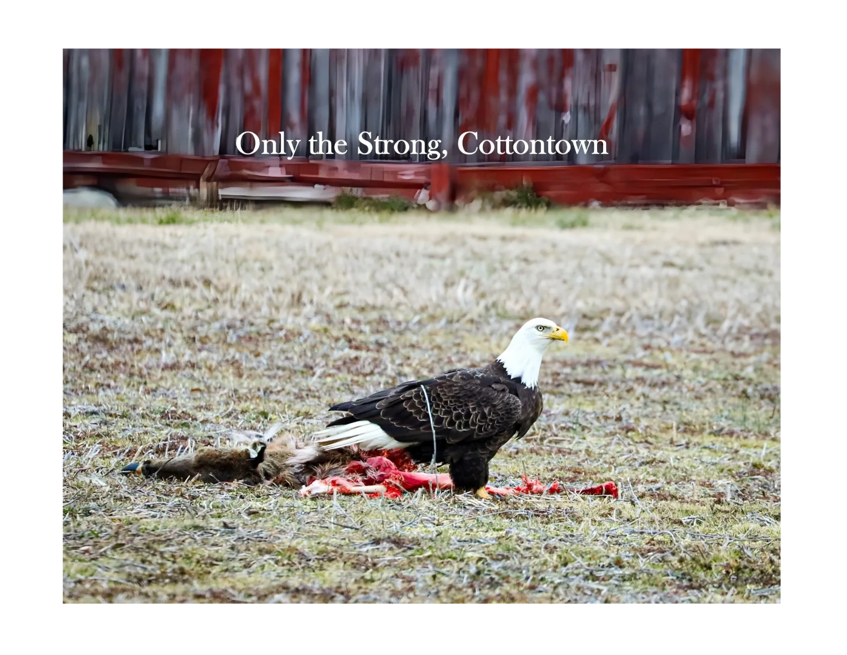 Only the Strong, Cottontown — bald eagle