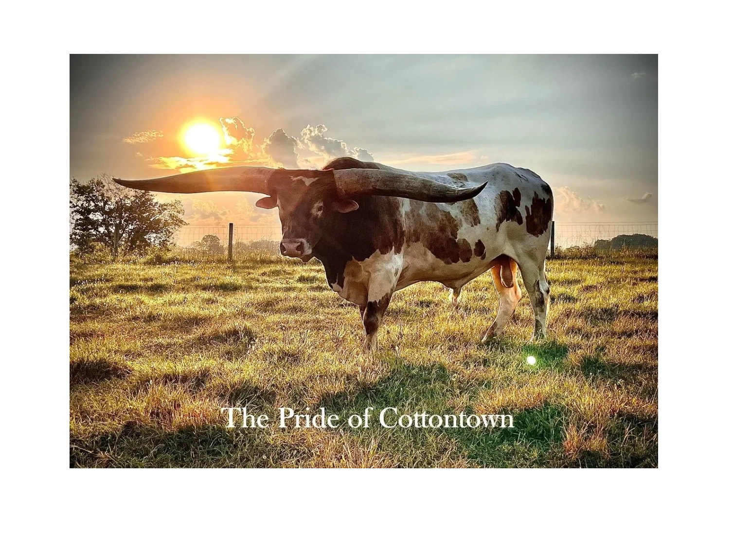 The Pride of Cottontown — longhorn cattle at sunset